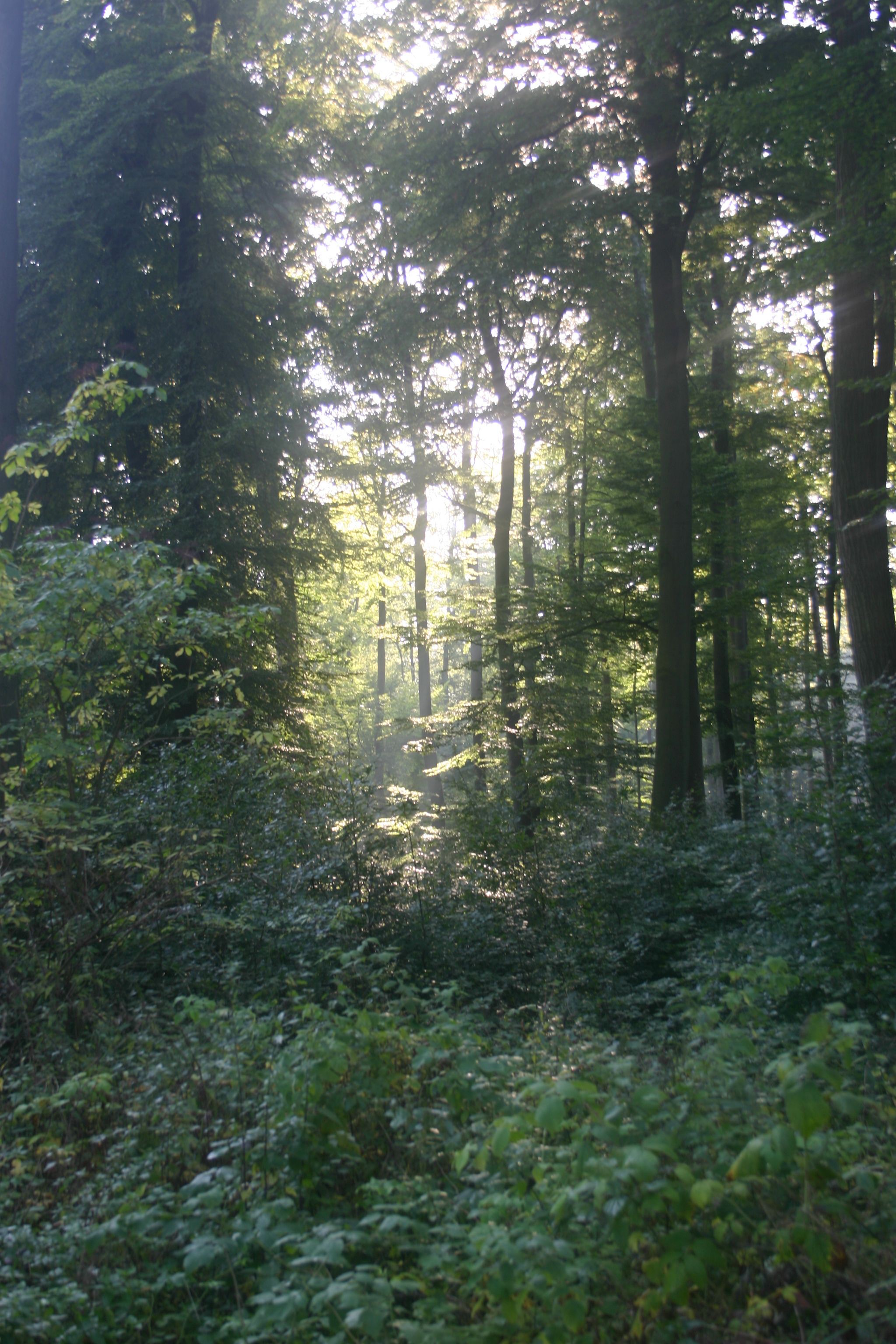 Una fitta foresta con alberi alti e luce solare che filtra tra le chiome.