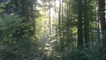 Una fitta foresta con alberi alti e luce solare che filtra tra le chiome.