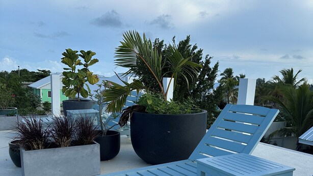 Un área de descanso frente a la playa con sillones azules y macetas con diversas plantas.