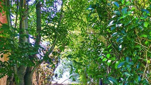 Un sendero estrecho que lleva a una construcción rústica con un ventanal pequeño, rodeada de abundante vegetación y árboles.