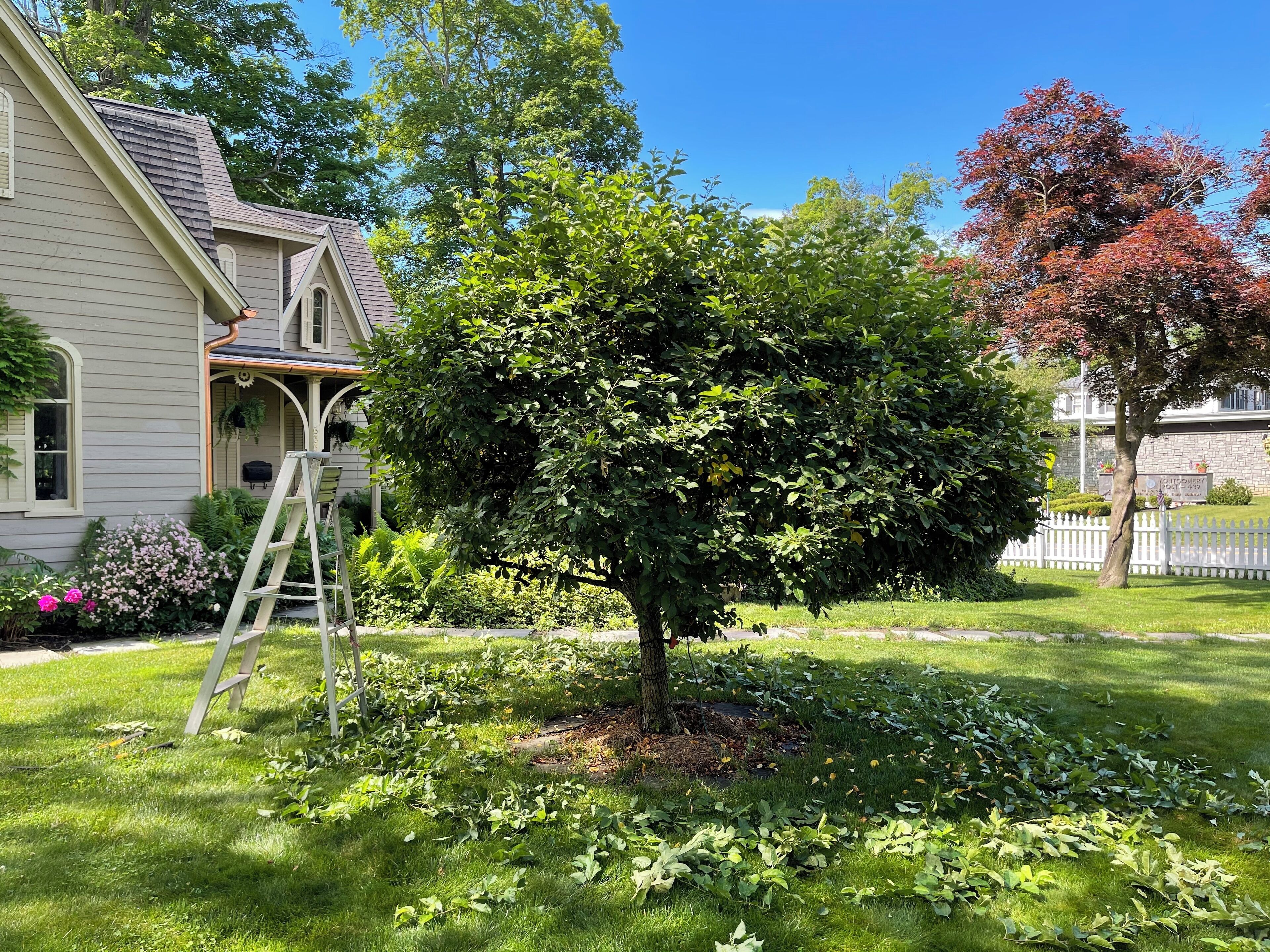 Ein Wohnhaus mit gepflegtem Rasen, einem Baum und einem weißen Zaun.