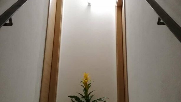 A narrow stairway with wooden doors at the top and bottom, leading to a landing. A potted plant is placed on the landing. - Domus 19 (Naples)