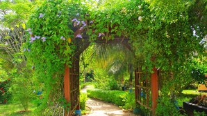 A garden pathway under a wooden pergola with climbing plants and flowers. - Charlestina Beach Resort (Ampenyi)