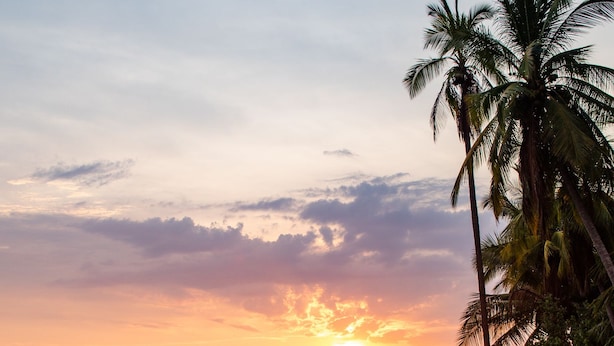 A beach scene with palm trees and the ocean at sunset.