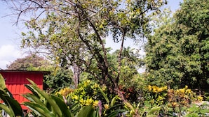A garden with various plants and a red shed.