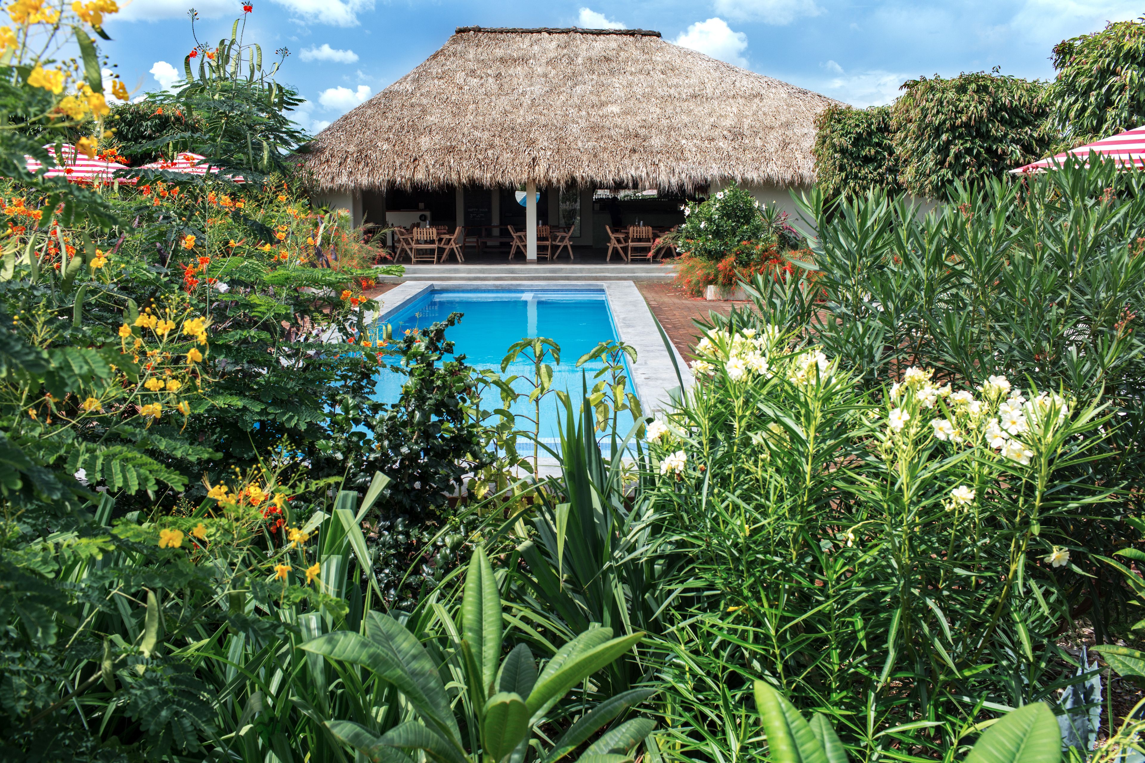 Un área de piscina con una estructura de techo de paja, rodeada de exuberante follaje y diversas plantas.