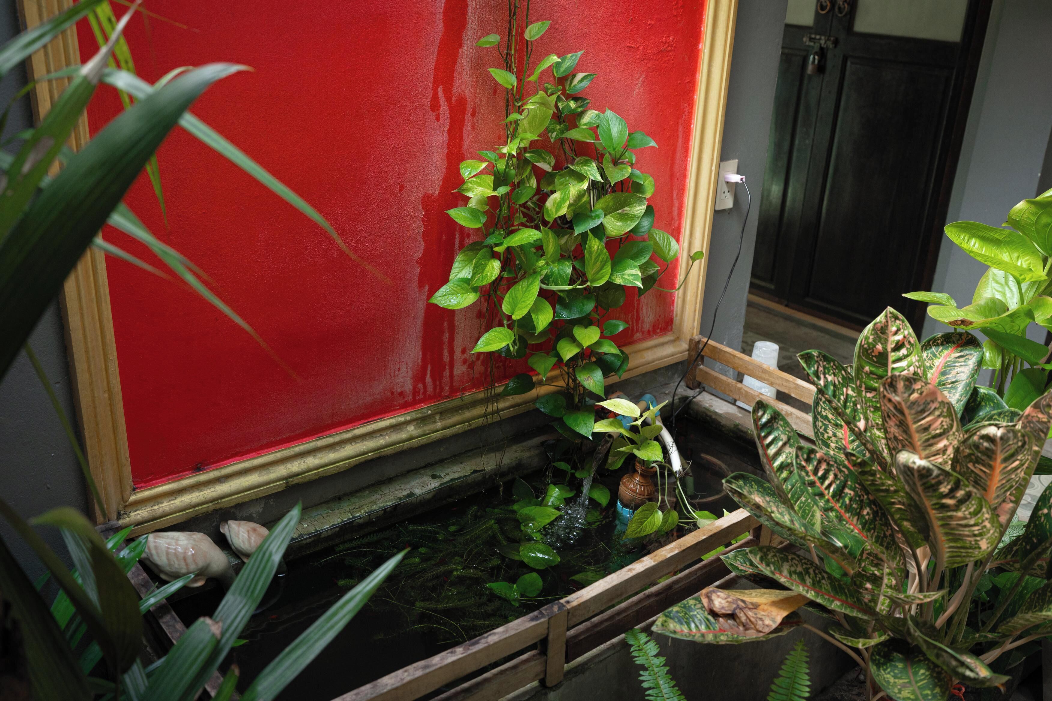 A small indoor water feature with plants and a red wall.