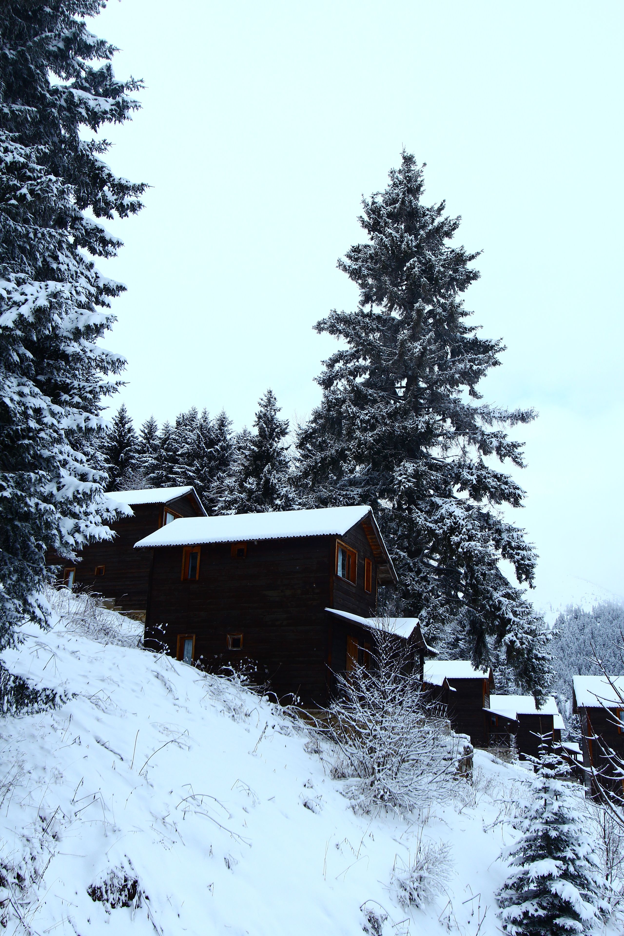 Une cabane en bois, dotée d’un toit en pente, entourée d’arbres couverts de neige et s’intégrant dans un paysage vallonné.