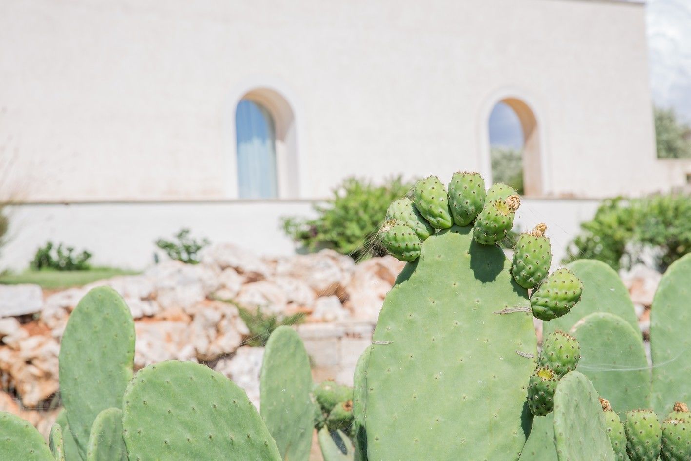 A cactus plant in front of a building with arched windows.