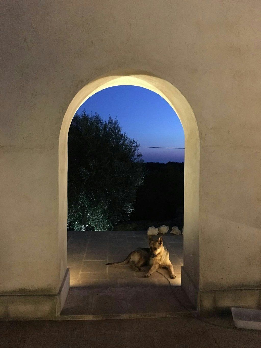 Pet-friendly