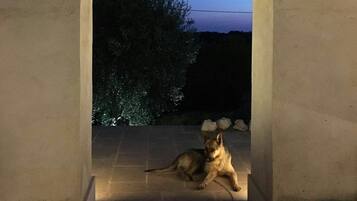 Pet-friendly
