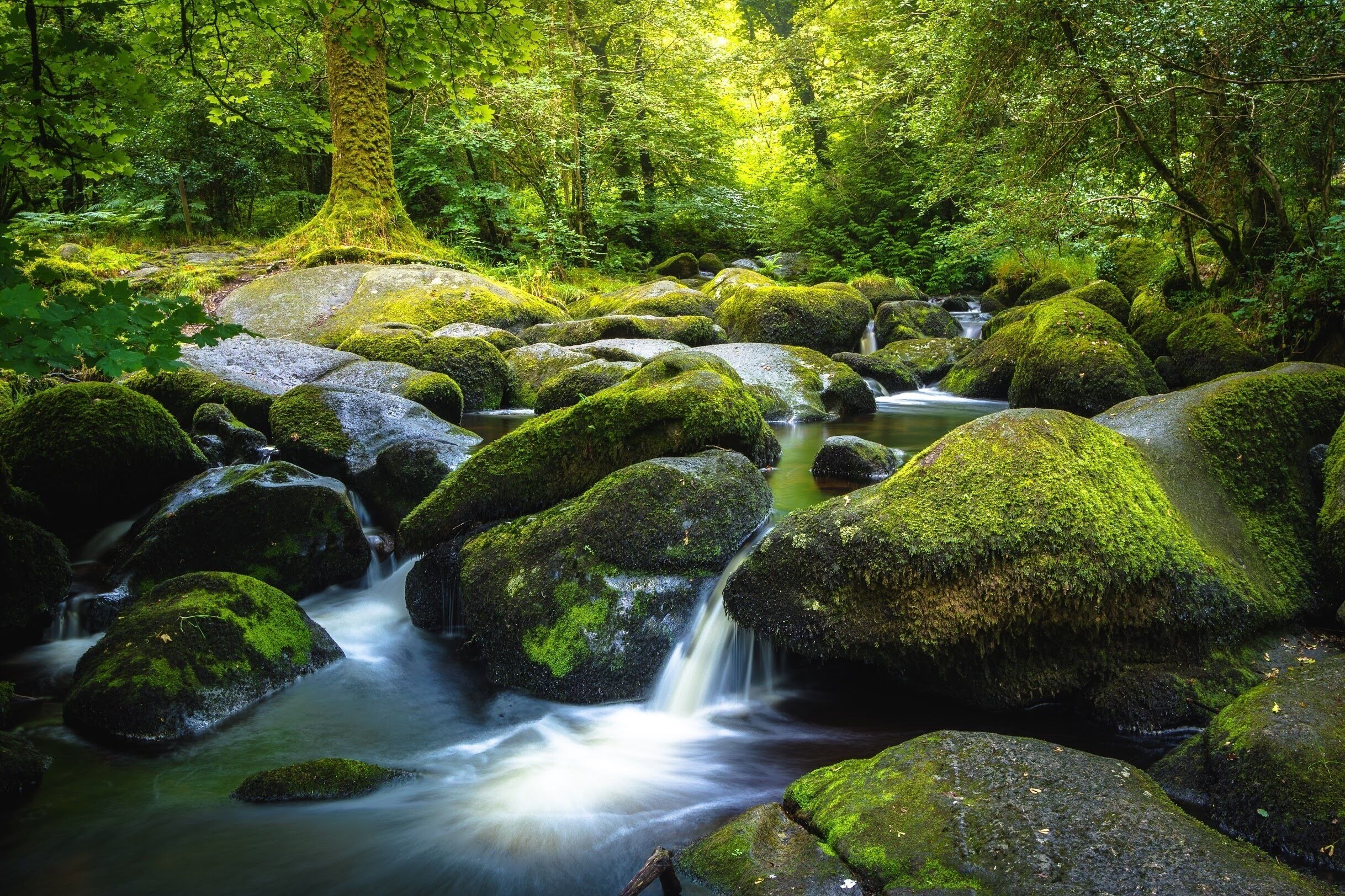 Een beekje in het bos, met mos begroeide rotsen en een waterval.