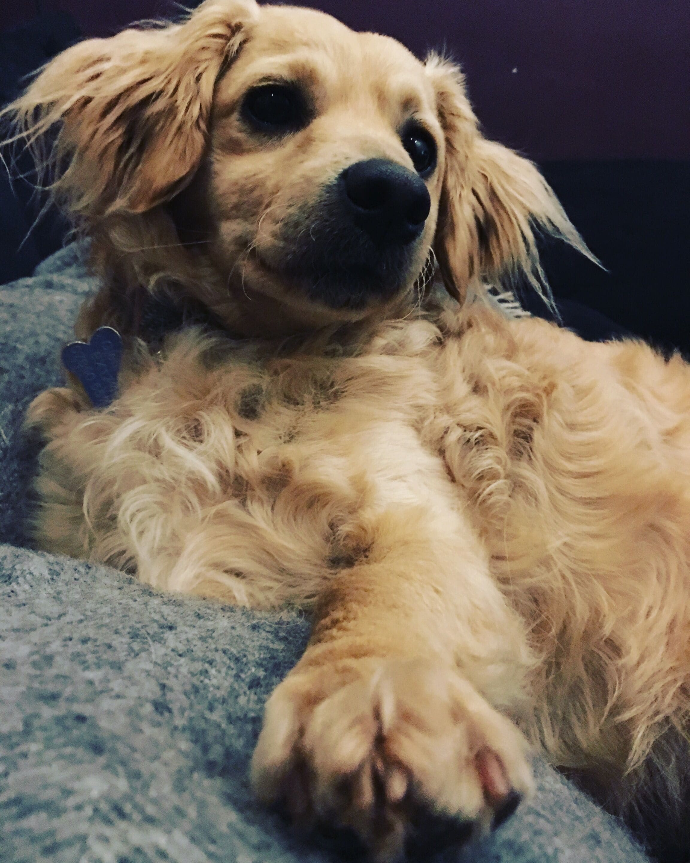 A dog lying on a textured surface.