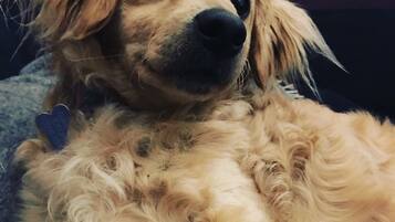 A dog lying on a textured surface.