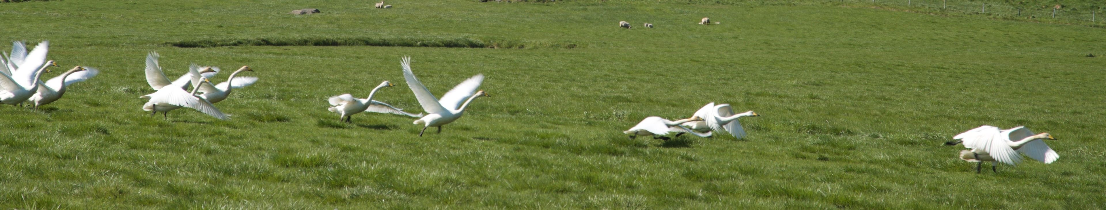 Un campo cubierto de hierba con varias aves blancas, probablemente gansos, en diferentes posiciones, algunas volando y otras en el suelo.