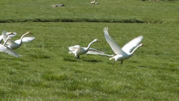 Un campo cubierto de hierba con varias aves blancas, probablemente gansos, en diferentes posiciones, algunas volando y otras en el suelo.