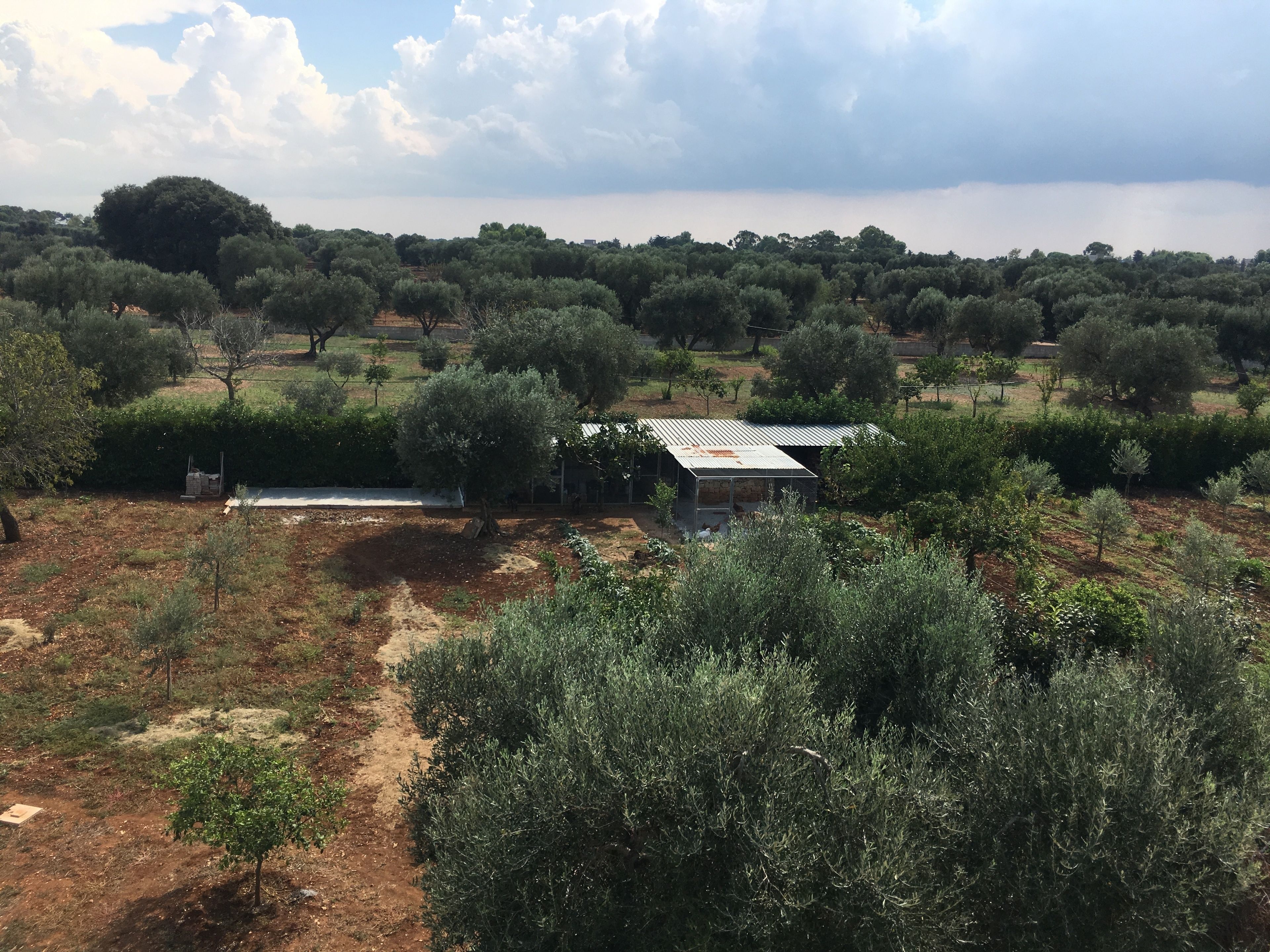 A rural landscape with a small building surrounded by olive trees and a dirt path.