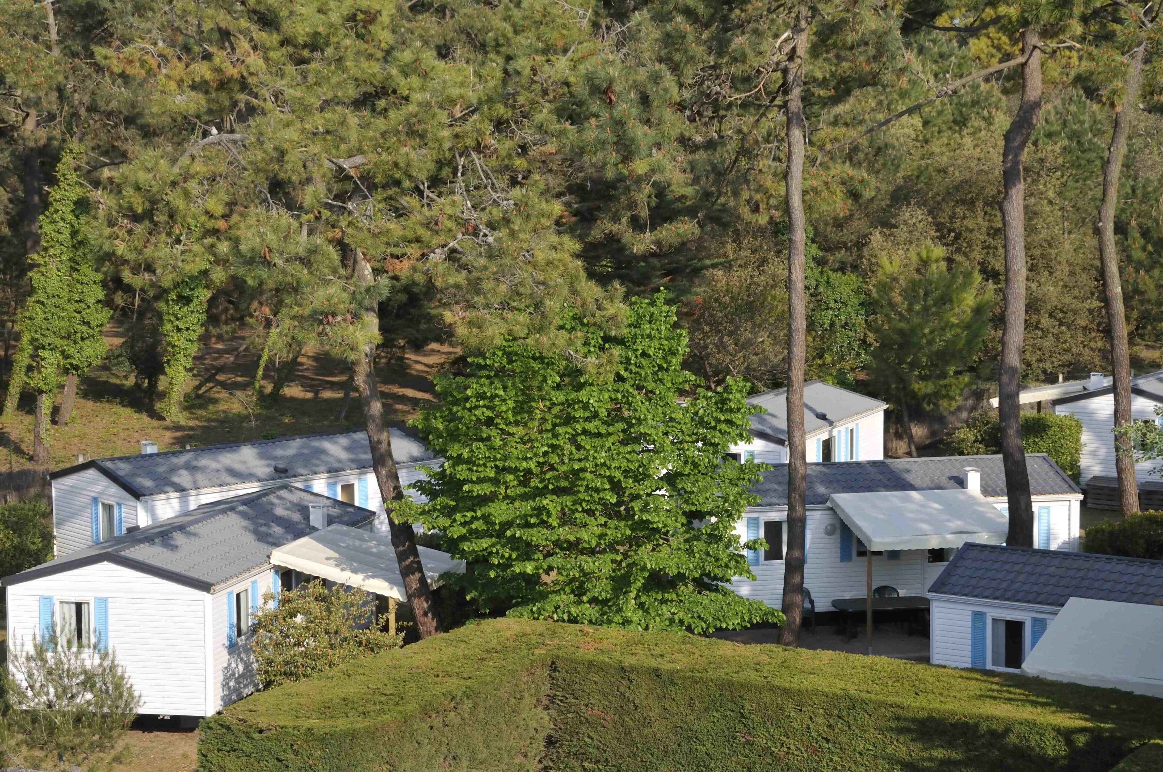 Une rangée de maisons mobiles, avec un grand arbre au premier plan.