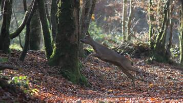 A deer leaping in a forest with trees and fallen leaves.