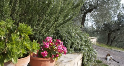 B&B Lavanda e Rosmarino