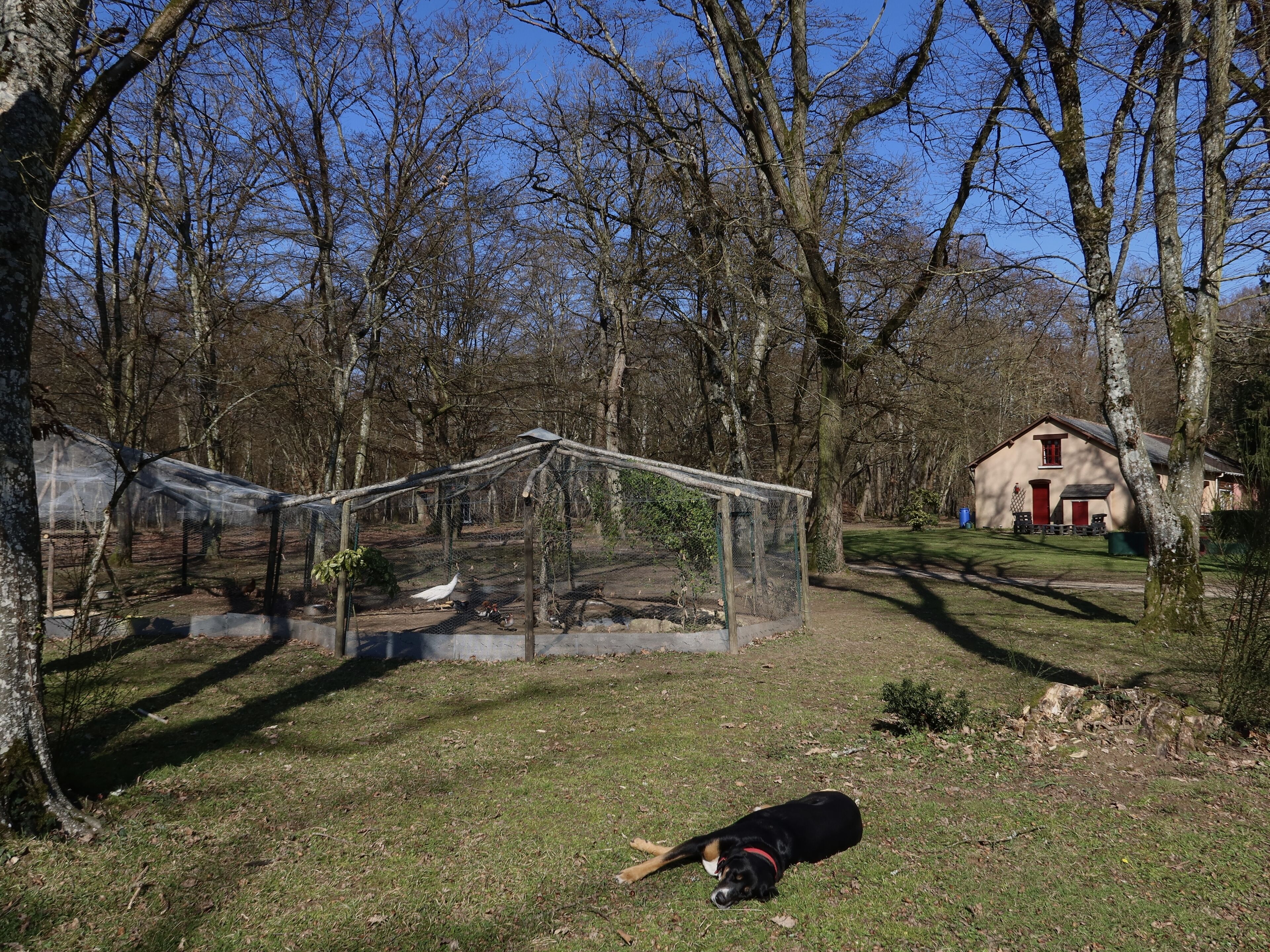 Un paisaje rural con un perro tumbado en la hierba, una casa de madera y un área cercada con árboles.
