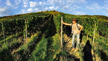 A vineyard with rows of grapevines and a person standing in the center.