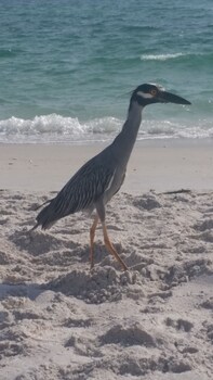 View of beach at Escape Coastal Resort on Casey Key