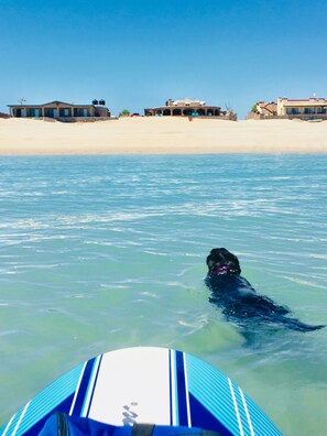 A dog swimming in clear blue water with a beach and buildings in the background. - Promo - Awesome  -Beach Front Villa on Sandy Beach  - Hi Speed Wi-Fi (San Felipe)