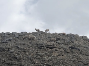 Un paisaje montañoso y rocoso con varias ovejas pastando.