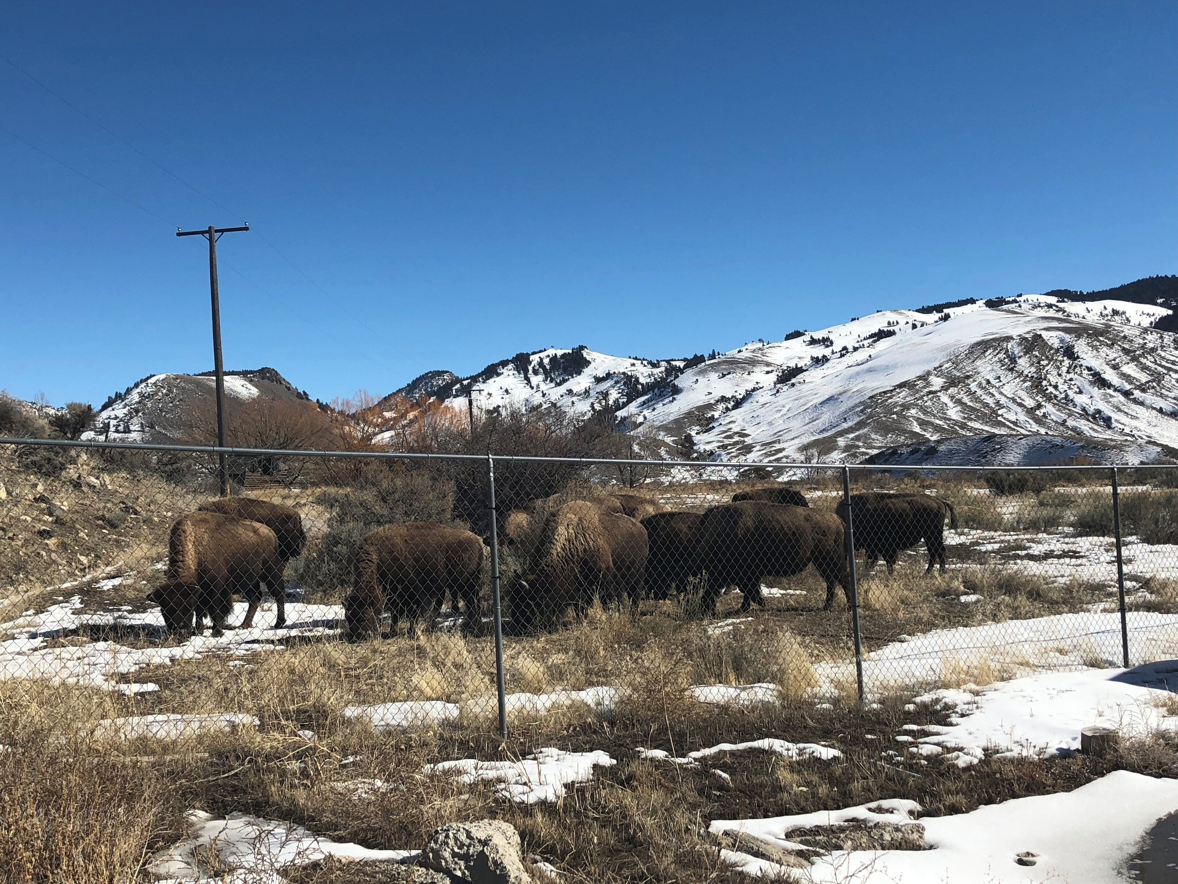 Un espace clos où plusieurs bisons paissent, entouré de montagnes enneigées et surplombé d’un ciel bleu clair.