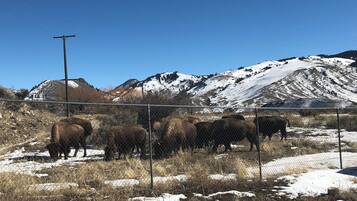 Un espace clos où plusieurs bisons paissent, entouré de montagnes enneigées et surplombé d’un ciel bleu clair.