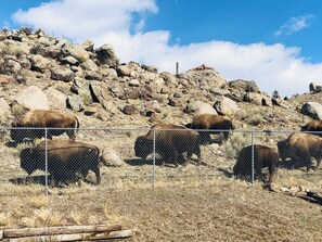 Un área cercada con varios bisontes pastando en hierba seca.