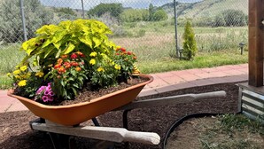 Un carretón lleno de flores y plantas coloridas, colocado sobre un banco de madera en un jardín con cerca y vistas a colinas al fondo.