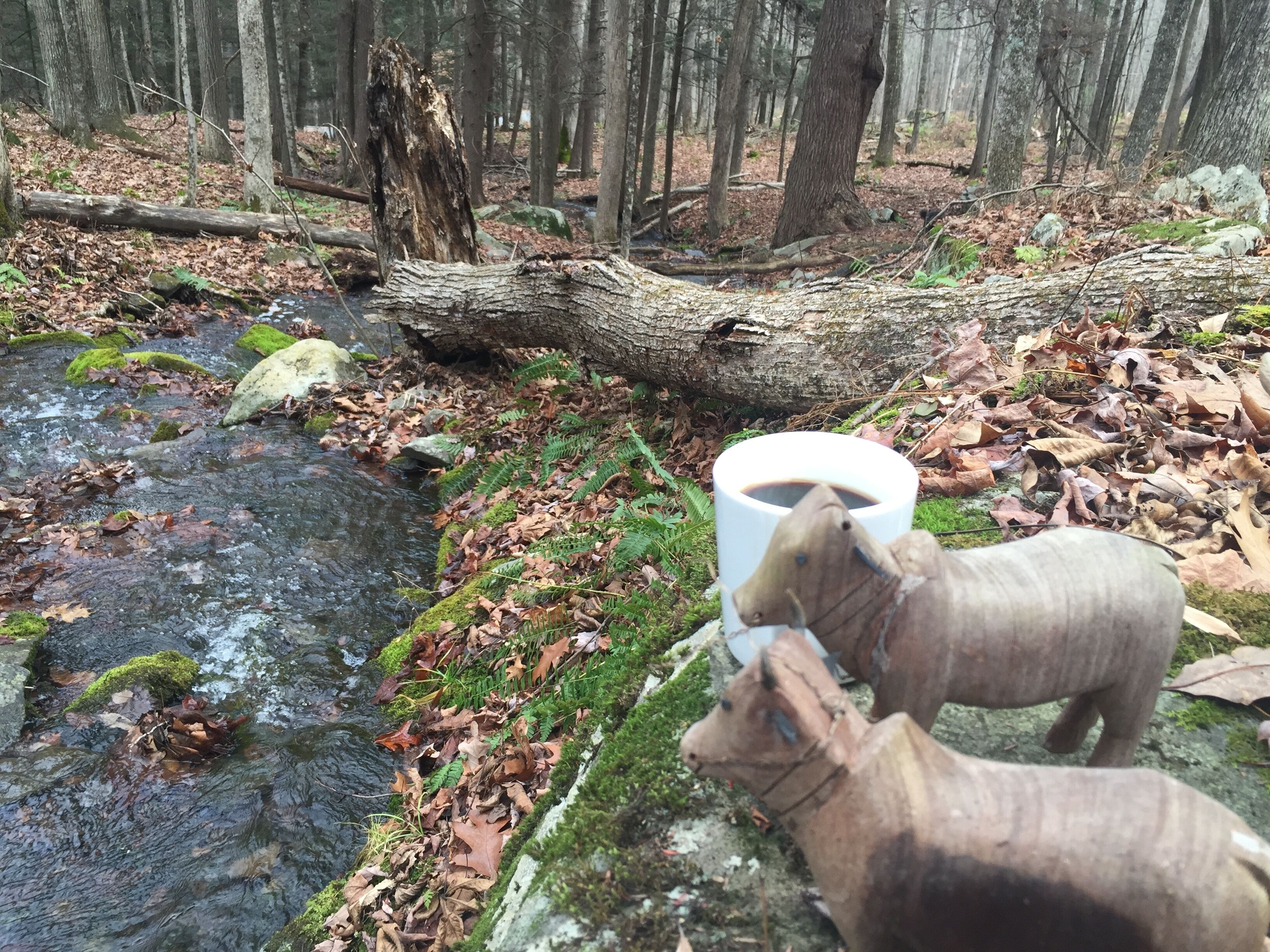 A forest scene with a stream, fallen logs, and a white cup on the ground.