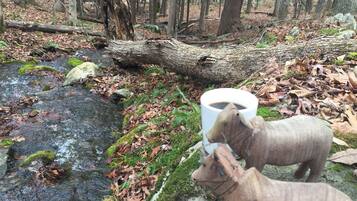 A forest scene with a stream, fallen logs, and a white cup on the ground.
