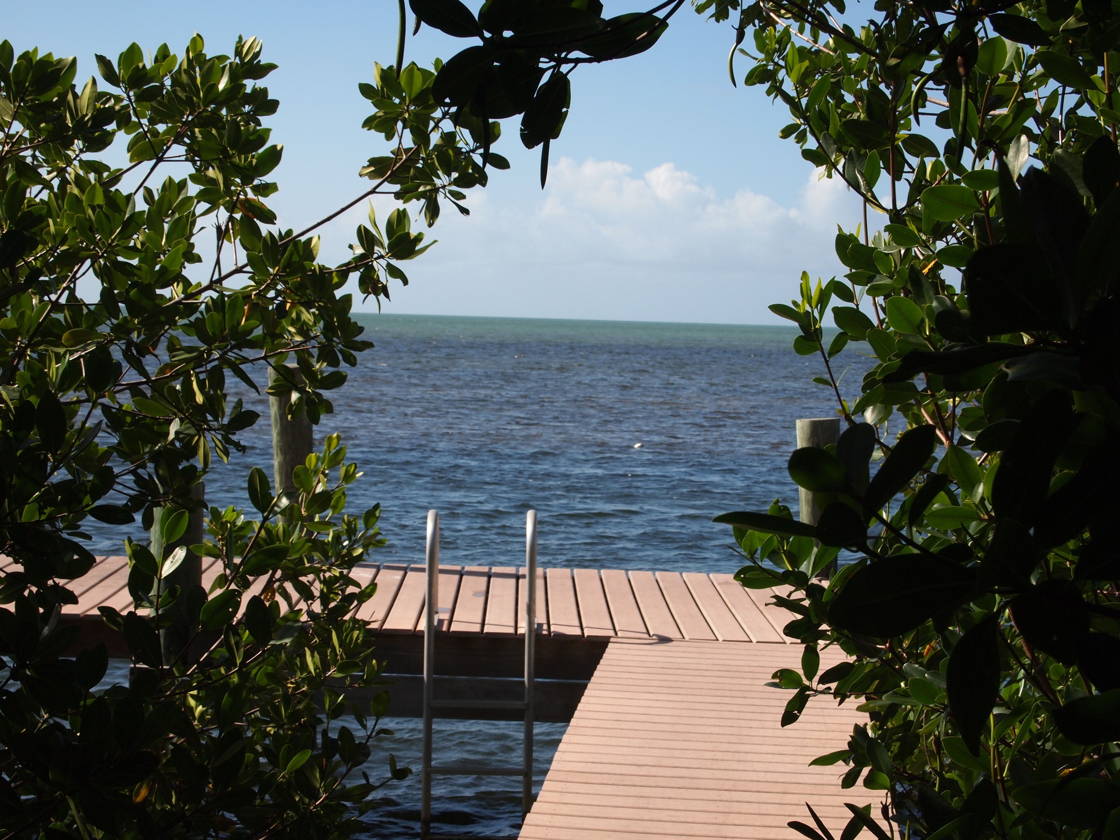 A wooden dock leading to a body of water, surrounded by greenery.
