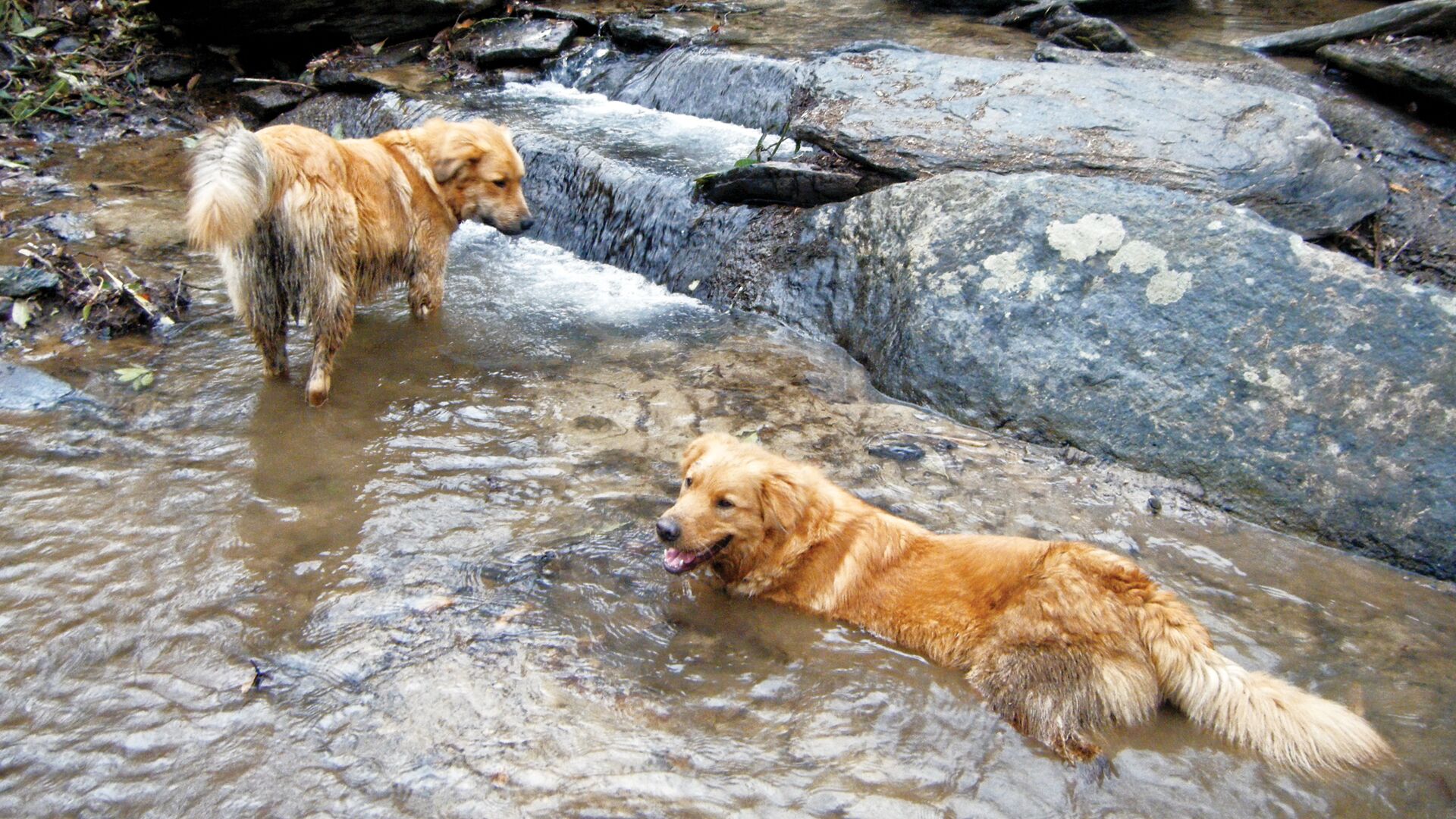 Two dogs in a shallow stream with rocks and foliage in the background.