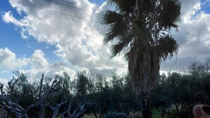 Um jardim com palmeira, arbustos variados e dois grandes vasos de barro sobre um caminho de cascalho.