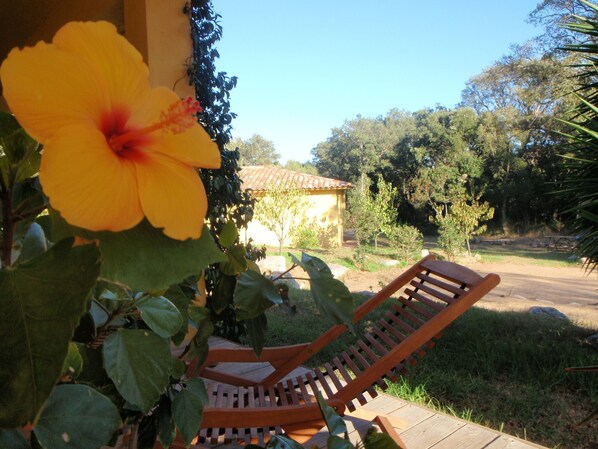 A wooden lounge chair and a hibiscus flower in a garden with a building in the background.