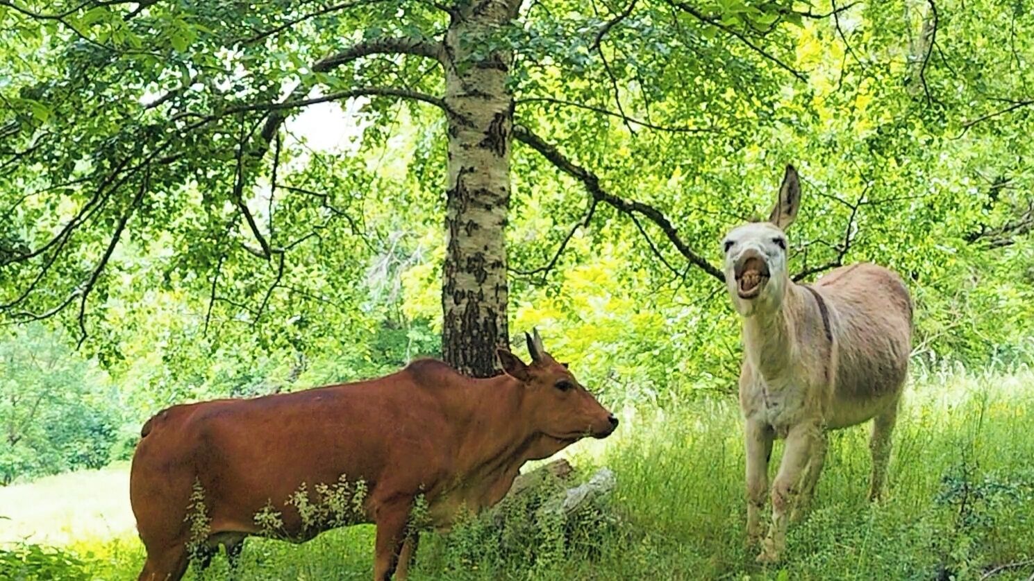 A cow and a donkey in a lush green forest.
