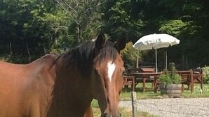 Un cheval se tient dans un champ d’herbe, avec une clôture en bois et un parasol blanc en arrière-plan.