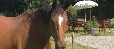 Un cheval se tient dans un champ d’herbe, avec une clôture en bois et un parasol blanc en arrière-plan.