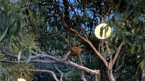 Ein runder Tisch mit einer Zitronenschale und einer Ananas unter einem Baum.