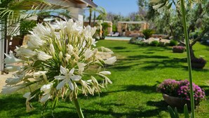 A garden with white flowers and a house in the background. - Elegant villa with swimming pool in Salento  (Zona Centonze-Velodromo)