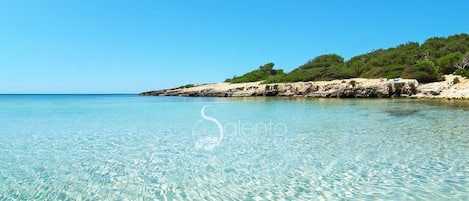 Lettini da mare