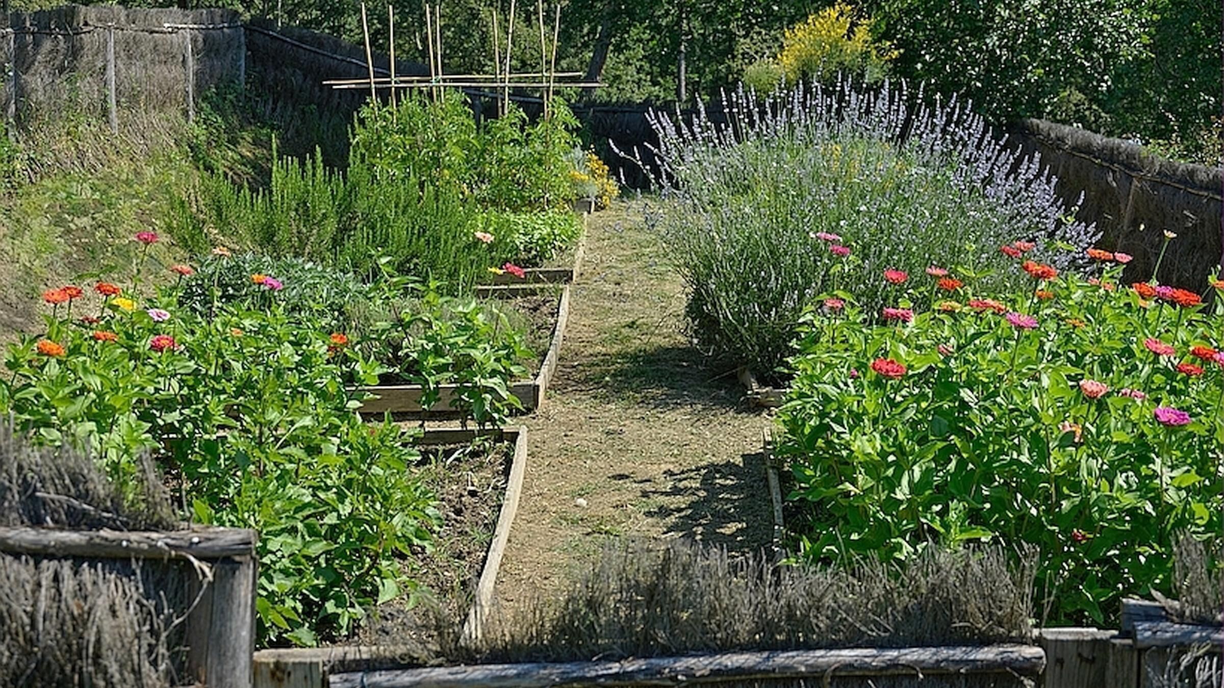 A garden with raised beds, various plants, and a wooden fence.