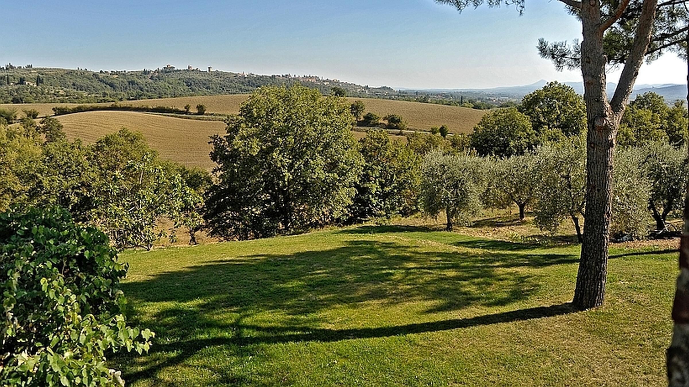 Un champ herbeux avec des arbres et une colline qui se dessine à l’horizon.