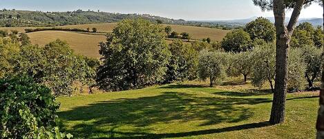A grassy field with trees and a distant hill.