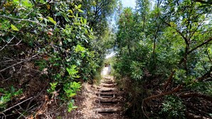 Eine schmale, hölzerne Treppe, umgeben von dichtem Grün, die einen Hügel hinaufführt.