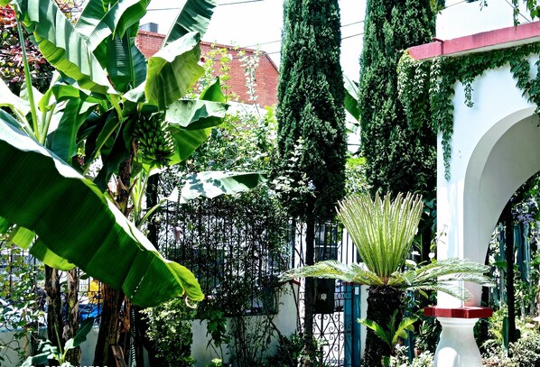 A lush garden with banana trees, a tall coniferous tree, and a variety of other plants. - Hotel Boutique Los Remansos (Palmira)
